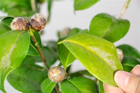 山茶花種植|山茶花怎么种植方法，山茶花种植时间